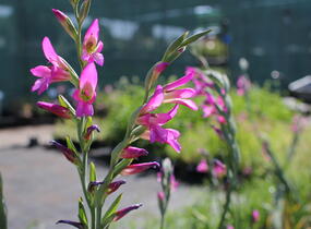 Mečík obecný - Gladiolus byzantinus