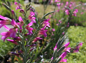 Mečík obecný - Gladiolus byzantinus