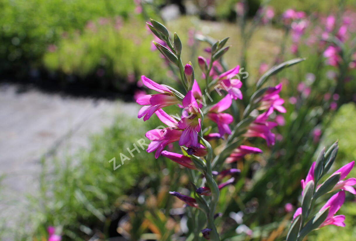 Mečík obecný - Gladiolus byzantinus
