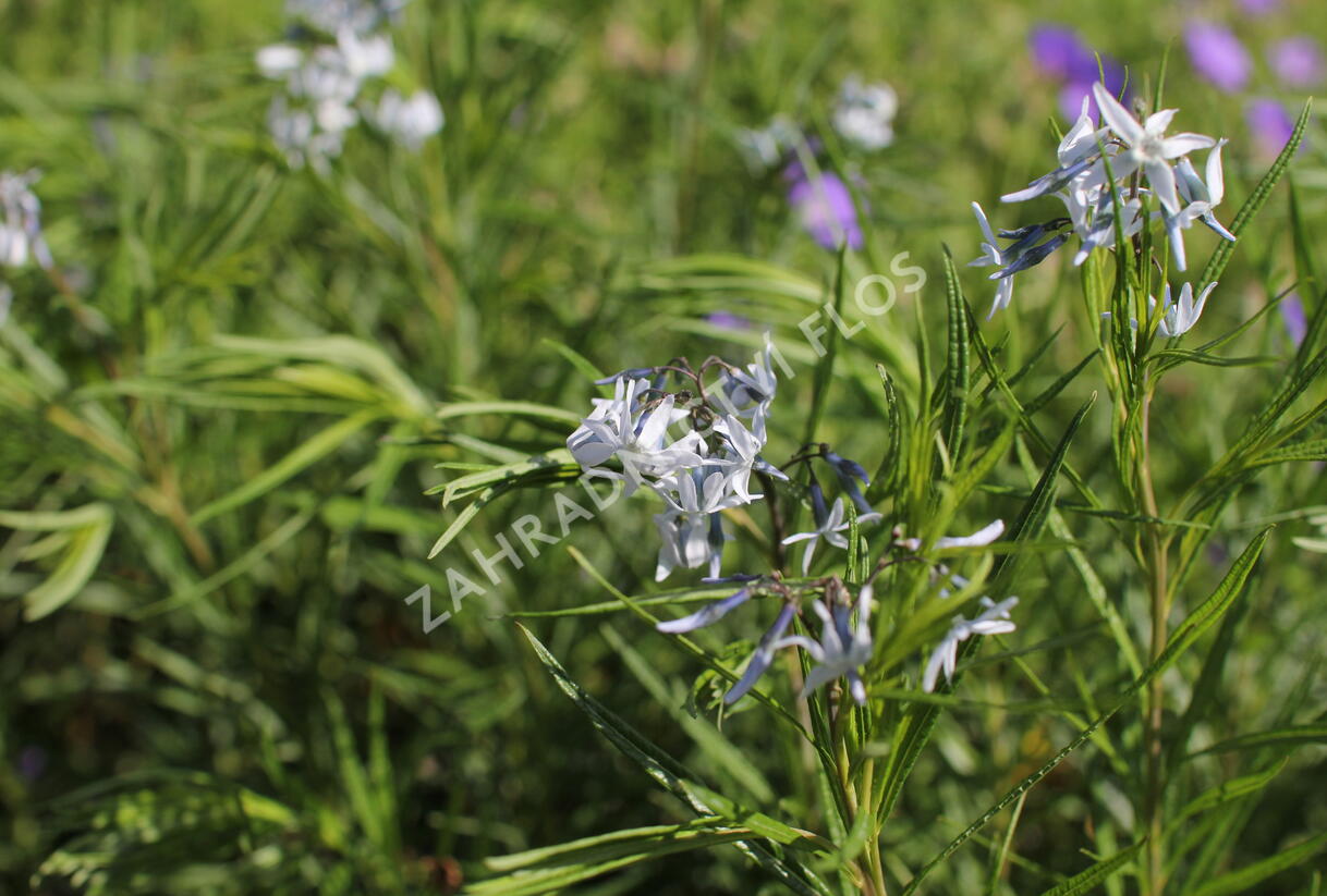 Amsónie ciliata 'Halfway to Arkansas' - Amsonia ciliata 'Halfway to Arkansas'