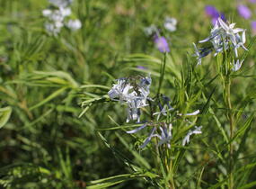 Amsónie ciliata 'Halfway to Arkansas' - Amsonia ciliata 'Halfway to Arkansas'