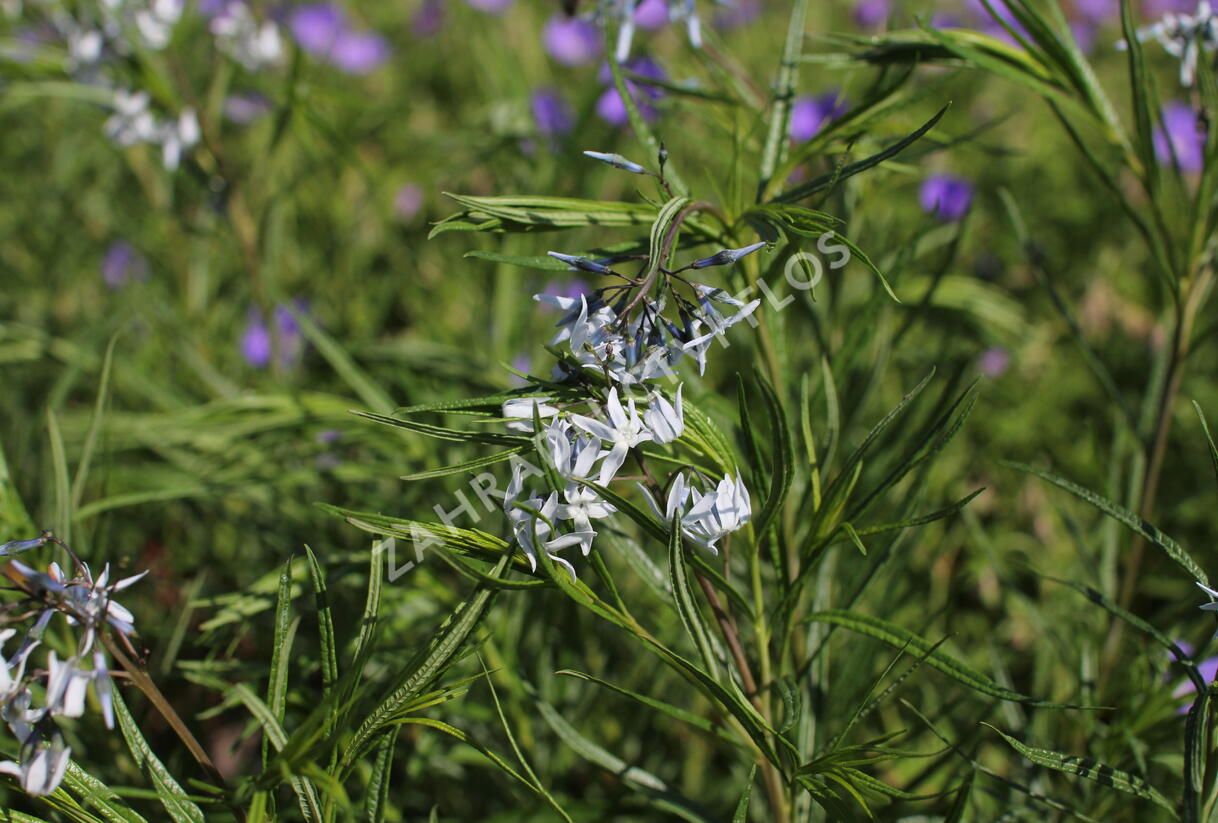 Amsónie ciliata 'Halfway to Arkansas' - Amsonia ciliata 'Halfway to Arkansas'