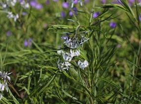 Amsónie ciliata 'Halfway to Arkansas' - Amsonia ciliata 'Halfway to Arkansas'