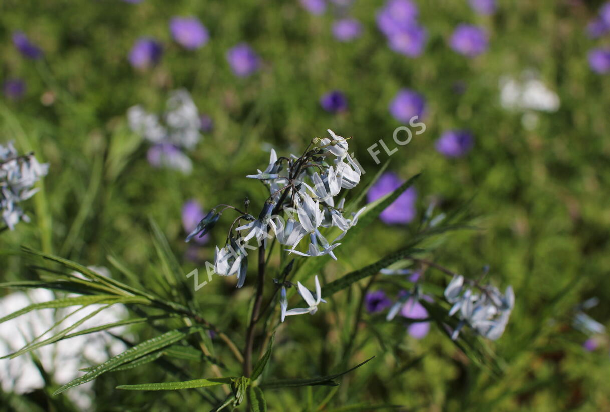 Amsónie ciliata 'Halfway to Arkansas' - Amsonia ciliata 'Halfway to Arkansas'