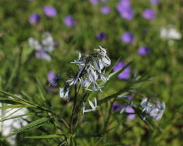 Amsónie ciliata 'Halfway to Arkansas'