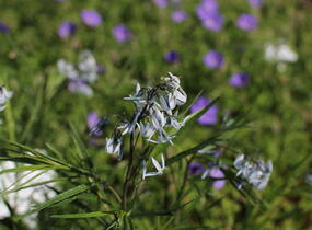 Amsónie ciliata 'Halfway to Arkansas' - Amsonia ciliata 'Halfway to Arkansas'