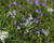 Amsónie ciliata 'Halfway to Arkansas'