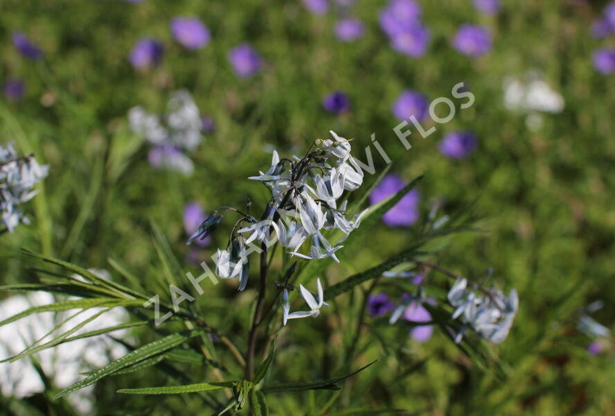 Amsónie ciliata 'Halfway to Arkansas' - Amsonia ciliata 'Halfway to Arkansas'
