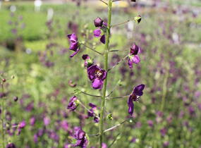 Divizna brunátná 'Violetta' - Verbascum phoeniceum 'Violetta'