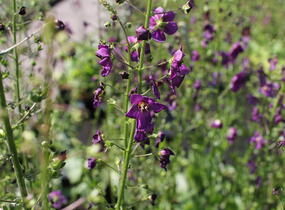 Divizna brunátná 'Violetta' - Verbascum phoeniceum 'Violetta'