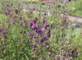 Divizna brunátná 'Violetta' - Verbascum phoeniceum 'Violetta'