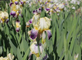 Kosatec německý 'Nibelungen' - Iris barbata-elatior 'Nibelungen'