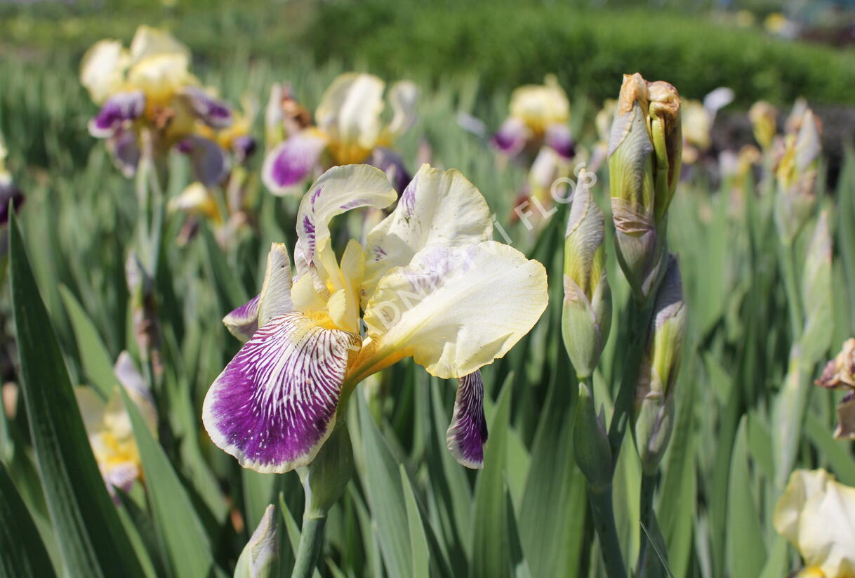 Kosatec německý 'Nibelungen' - Iris barbata-elatior 'Nibelungen'