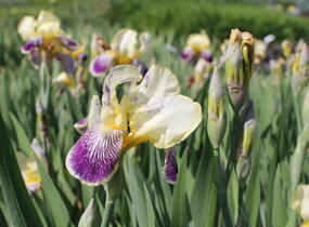 Kosatec německý 'Nibelungen' - Iris barbata-elatior 'Nibelungen'