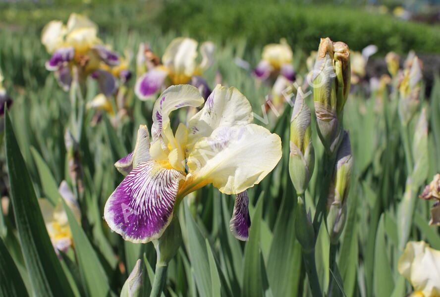 Kosatec německý 'Nibelungen' - Iris barbata-elatior 'Nibelungen'