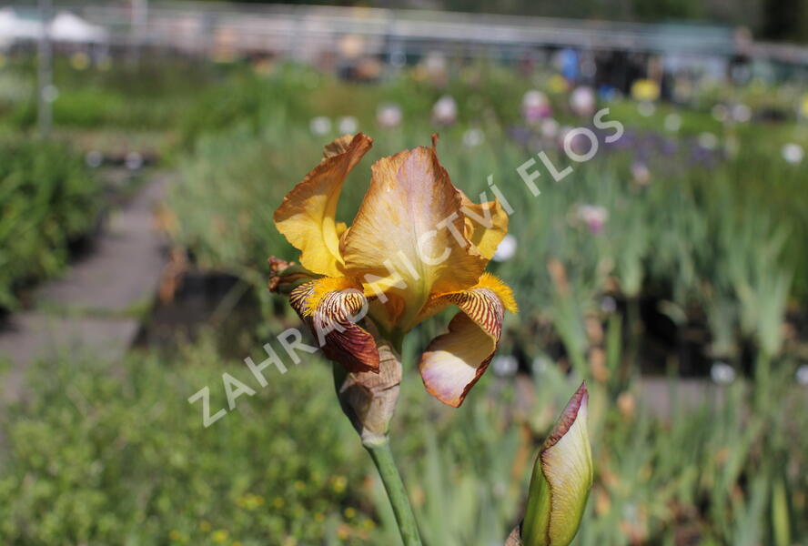 Kosatec německý 'Howward Weed' - Iris barbata-elatior 'Howward Weed'