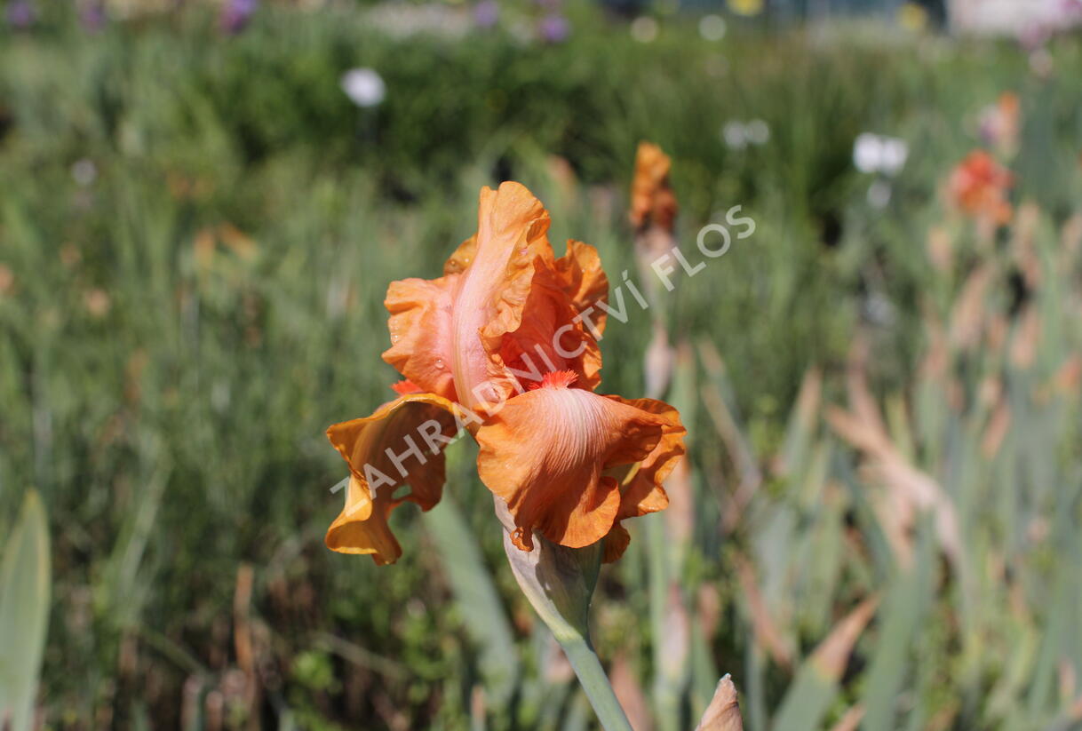 Kosatec 'Robusto' - Iris barbata-elatior 'Robusto'