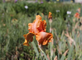 Kosatec 'Robusto' - Iris barbata-elatior 'Robusto'
