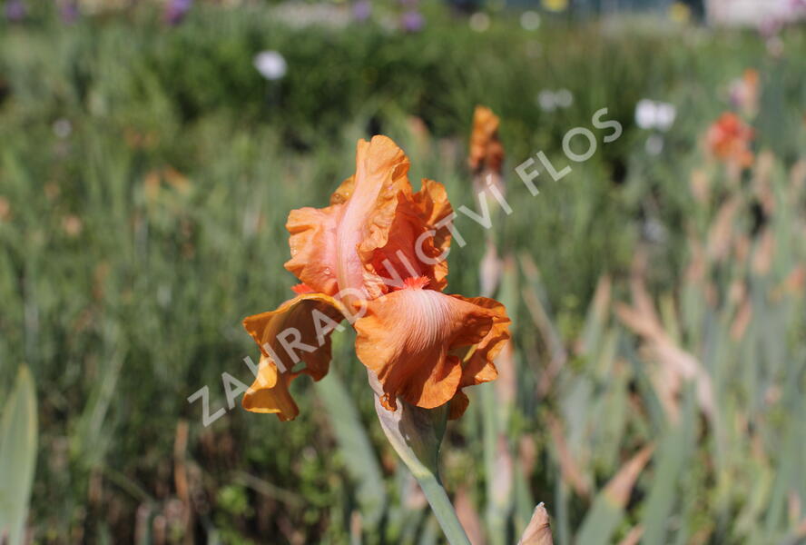 Kosatec 'Robusto' - Iris barbata-elatior 'Robusto'