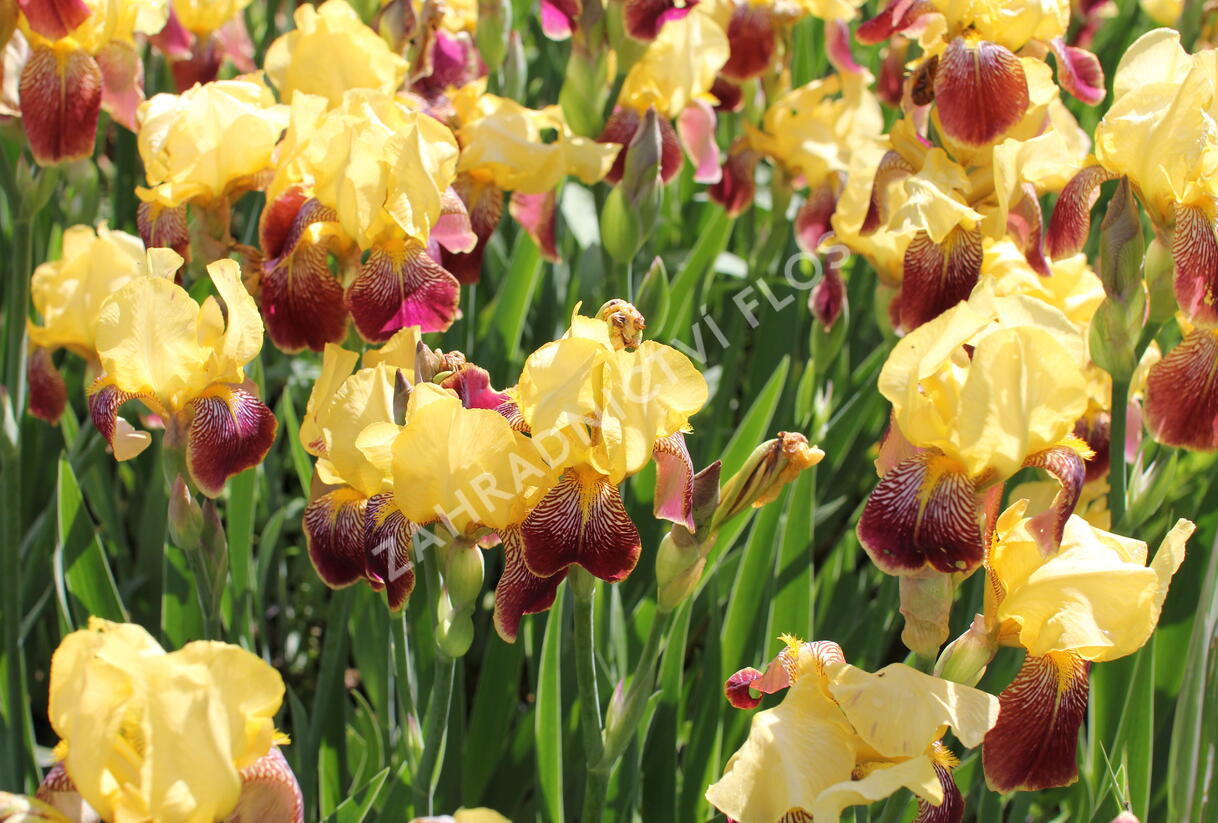 Kosatec německý 'Pinnacle' - Iris barbata-elatior 'Pinnacle'