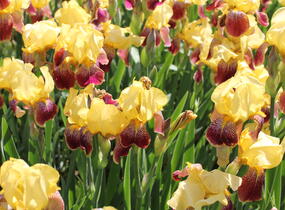 Kosatec německý 'Pinnacle' - Iris barbata-elatior 'Pinnacle'