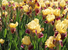Kosatec německý 'Pinnacle' - Iris barbata-elatior 'Pinnacle'