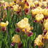 Iris barbata-elatior 'Pinnacle'.JPG