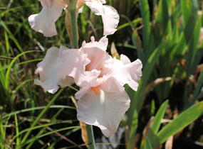 Kosatec 'Cherished' - Iris barbata-elatior 'Cherished'