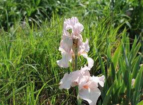 Kosatec 'Cherished' - Iris barbata-elatior 'Cherished'