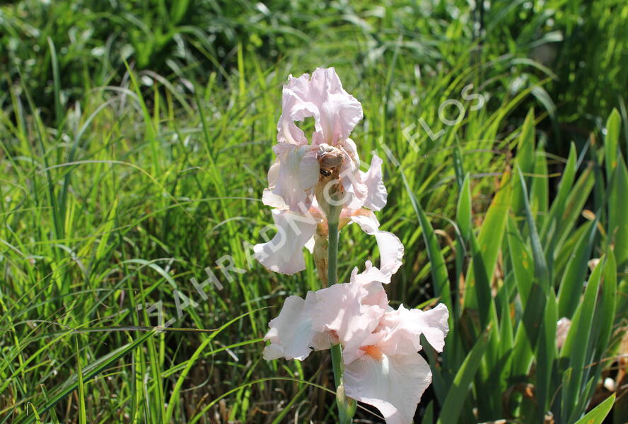 Kosatec 'Cherished' - Iris barbata-elatior 'Cherished'