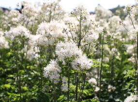 Žluťucha orlíčkolistá 'Nimbus White' - Thalictrum aquilegifolium 'Nimbus White'