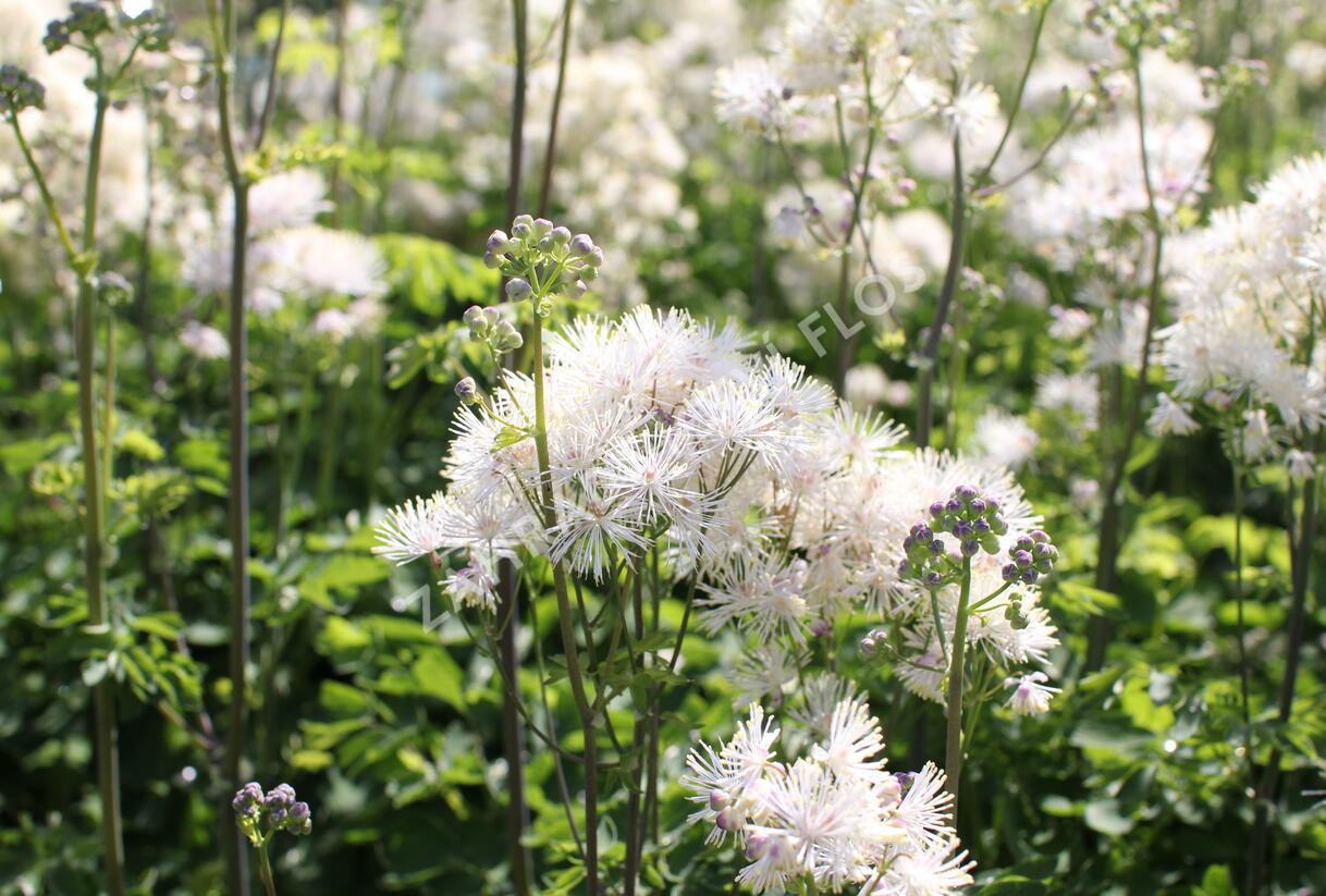 Žluťucha orlíčkolistá 'Nimbus White' - Thalictrum aquilegifolium 'Nimbus White'