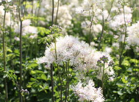 Žluťucha orlíčkolistá 'Nimbus White' - Thalictrum aquilegifolium 'Nimbus White'