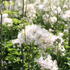 Thalictrum aquilegifolium 'Nimbus White'_1.JPG