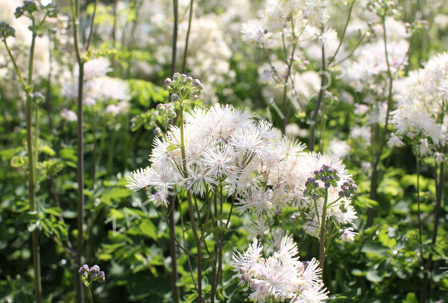 Žluťucha orlíčkolistá 'Nimbus White' - Thalictrum aquilegifolium 'Nimbus White'