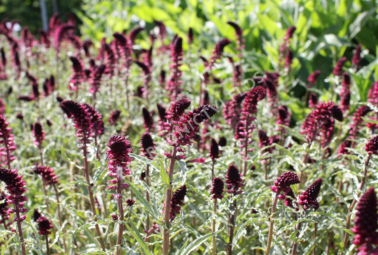 Vrbina (čerkáč) - Lysimachia atropurpurea