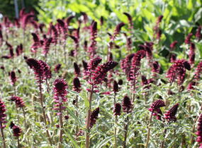 Vrbina (čerkáč) - Lysimachia atropurpurea