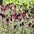 Lysimachia atropurpurea_1.JPG