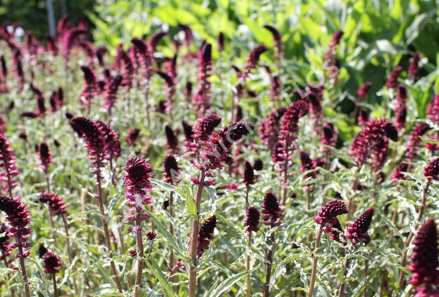 Vrbina (čerkáč) - Lysimachia atropurpurea