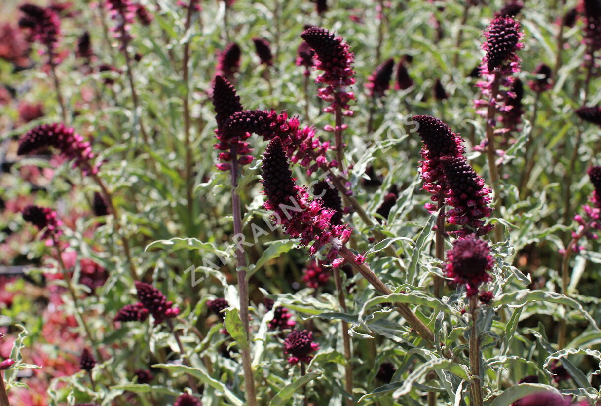 Vrbina (čerkáč) - Lysimachia atropurpurea