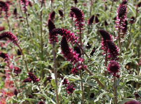 Vrbina (čerkáč) - Lysimachia atropurpurea
