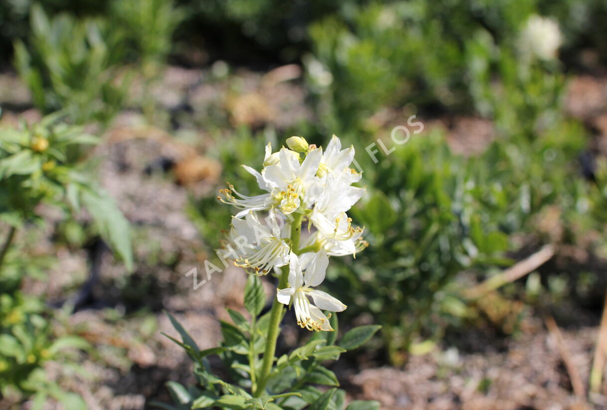 Třemdava bílá 'Albiflorus' - Dictamnus albus 'Albiflorus'