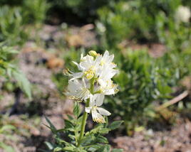 Třemdava bílá 'Albiflorus'