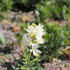 Dictamnus albus 'Albiflorus'.JPG