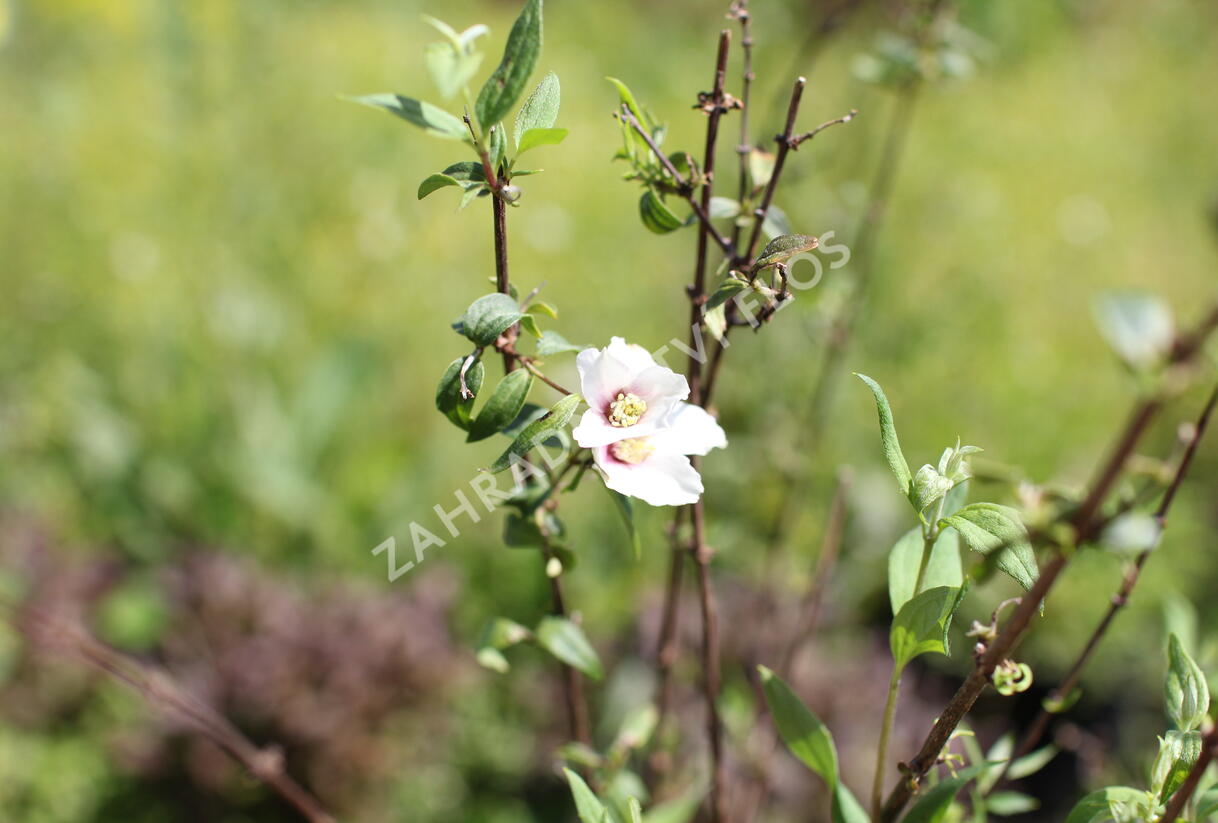 Pustoryl 'Petite Perfume Pink' - Philadelphus 'Petite Perfume Pink'