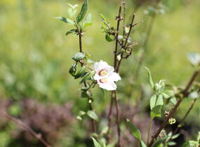 Pustoryl 'Petite Perfume Pink' - Philadelphus 'Petite Perfume Pink'