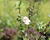 Pustoryl 'Petite Perfume Pink'