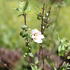 Philadelphus 'Petite Perfume Pink'.JPG
