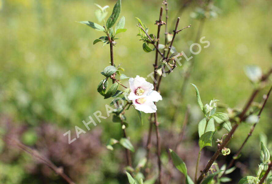 Pustoryl 'Petite Perfume Pink' - Philadelphus 'Petite Perfume Pink'