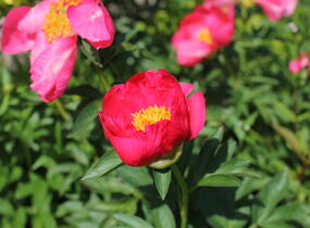 Pivoňka bělokvětá 'Flame' - Paeonia lactiflora 'Flame'